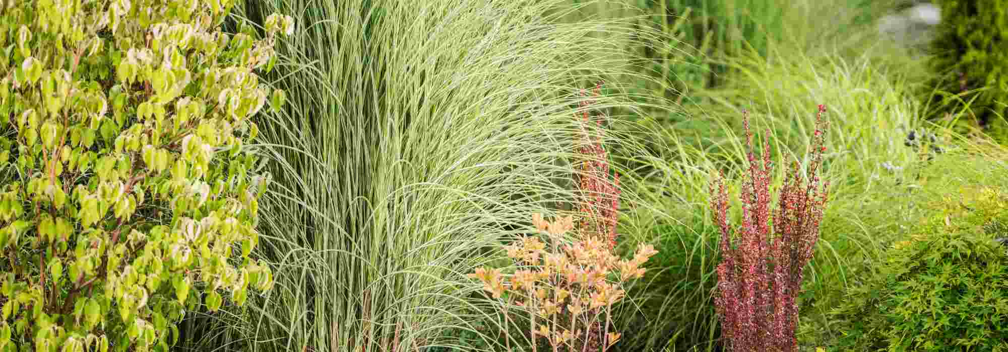 Create privacy in your garden with ornamental grasses