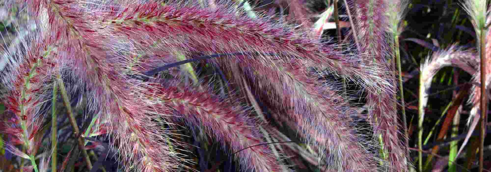 5 red ornamental grasses to colour your garden