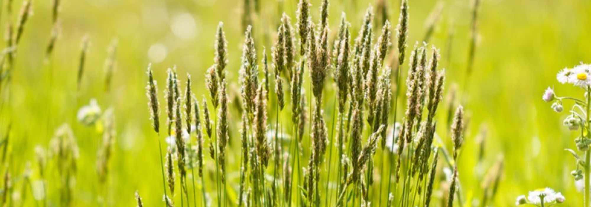 Top 9 cold resistant grasses