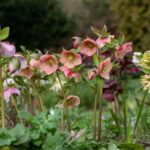 How to divide a hellebore?