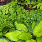 Designing a north-facing garden