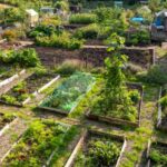 Shared gardens: economical and community vegetable plots