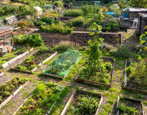 Shared gardens: economical and community vegetable plots