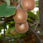 Kiwi fruit: how to choose the right variety?