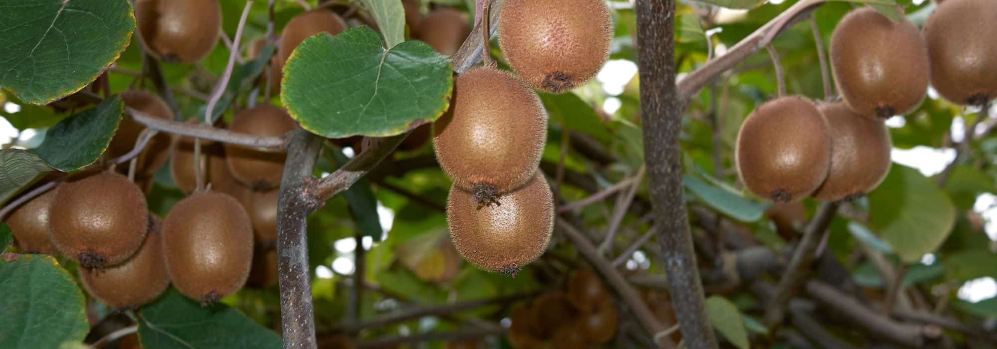 Kiwi fruit: how to choose the right variety?