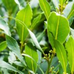 The Bay Laurel: Planting, Care, and Pruning