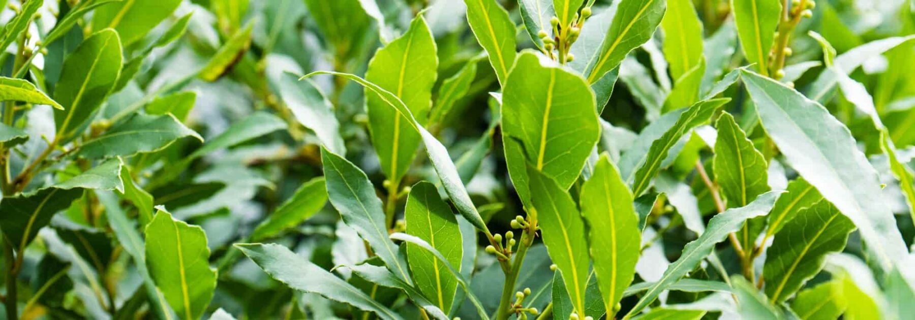 Bay Laurel: Planting, Care and Pruning