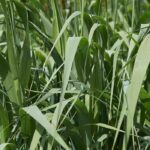 The best plants for phytoremediation