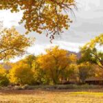 Plants not to prune in autumn