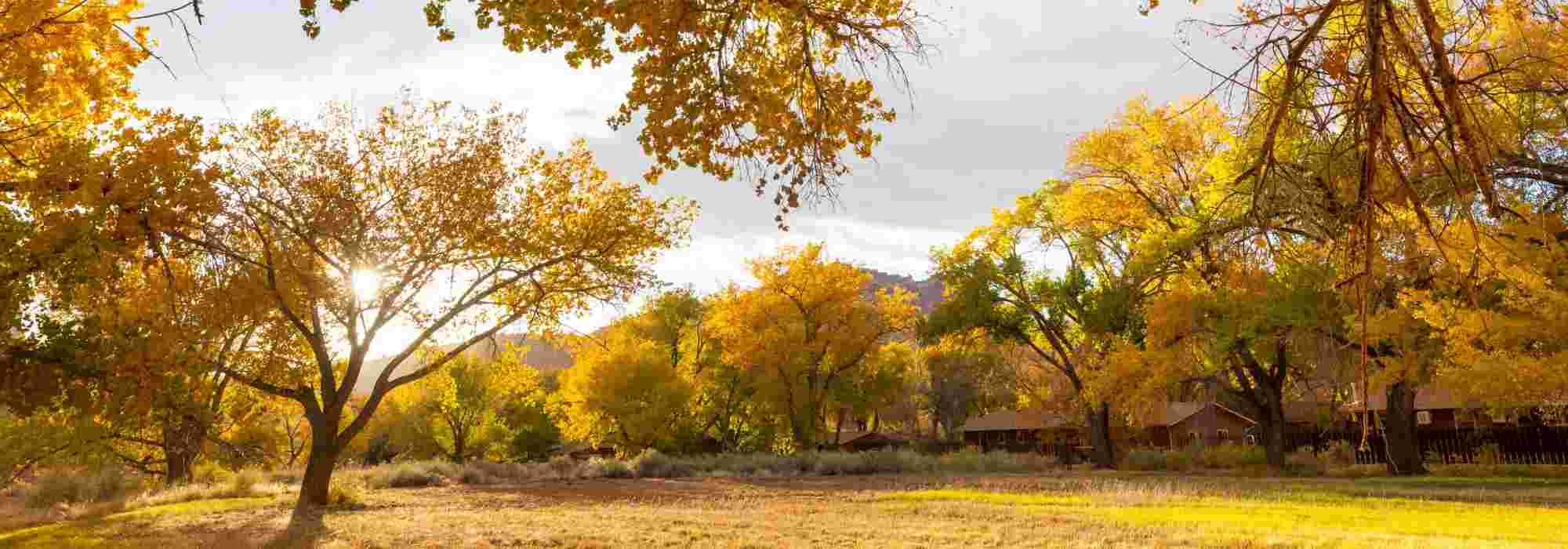 Plants not to prune in autumn