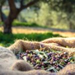 How to harvest and store olives?