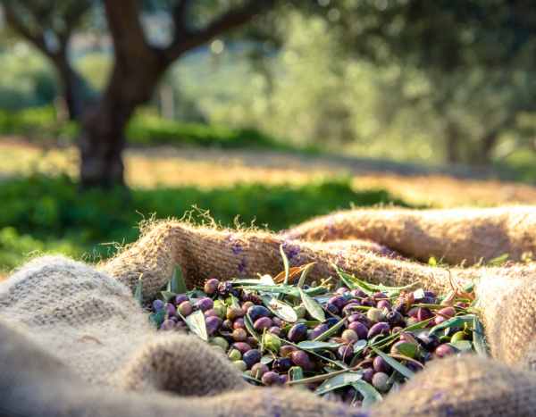 How to harvest and store olives?