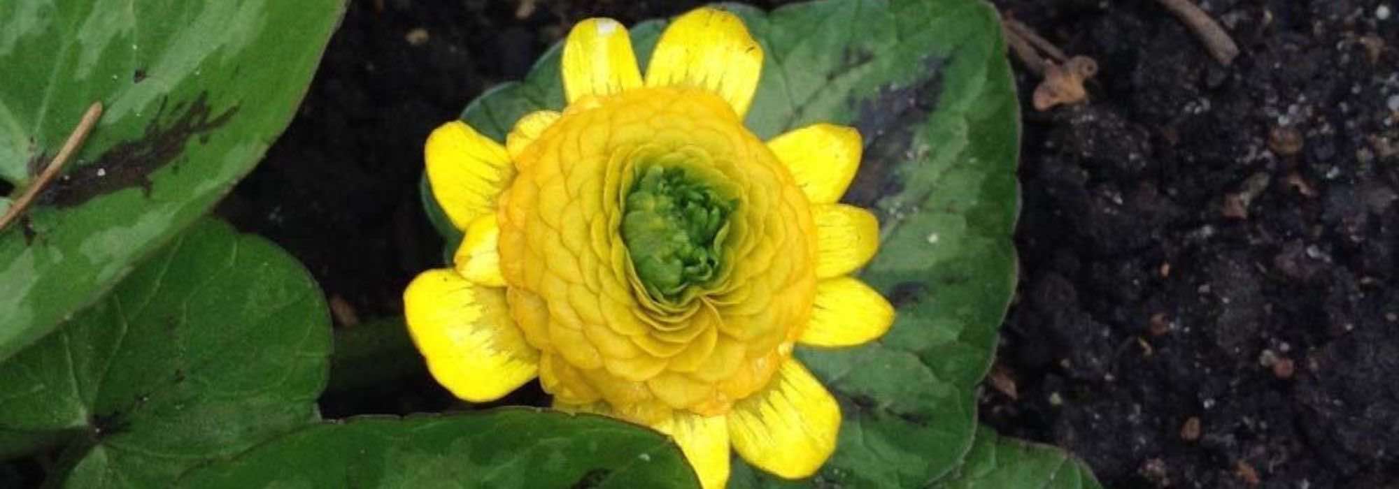 Choosing a Ranunculus: Our Buying Guide