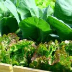 Kitchen garden: crop rotation in autumn