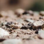 5 bushes for rocky soil