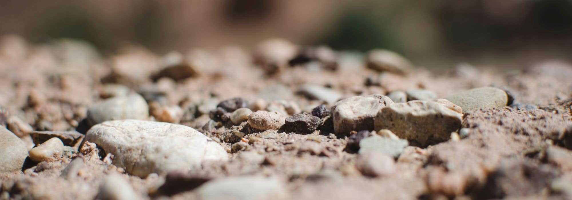 5 bushes for rocky soil