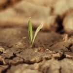 11 fruit trees for dry soils