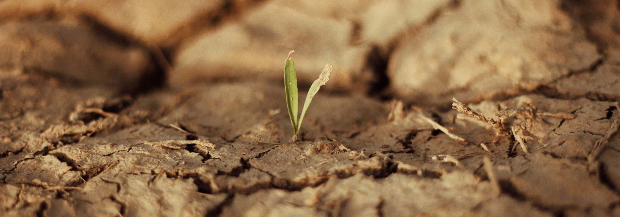 11 fruit trees for dry soils