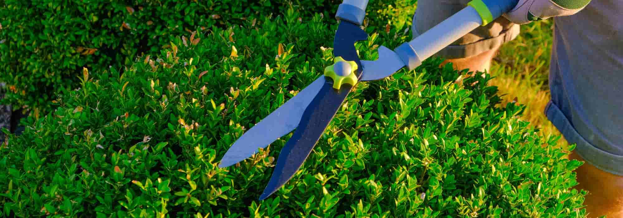 How to prune and care for evergreen bushes?