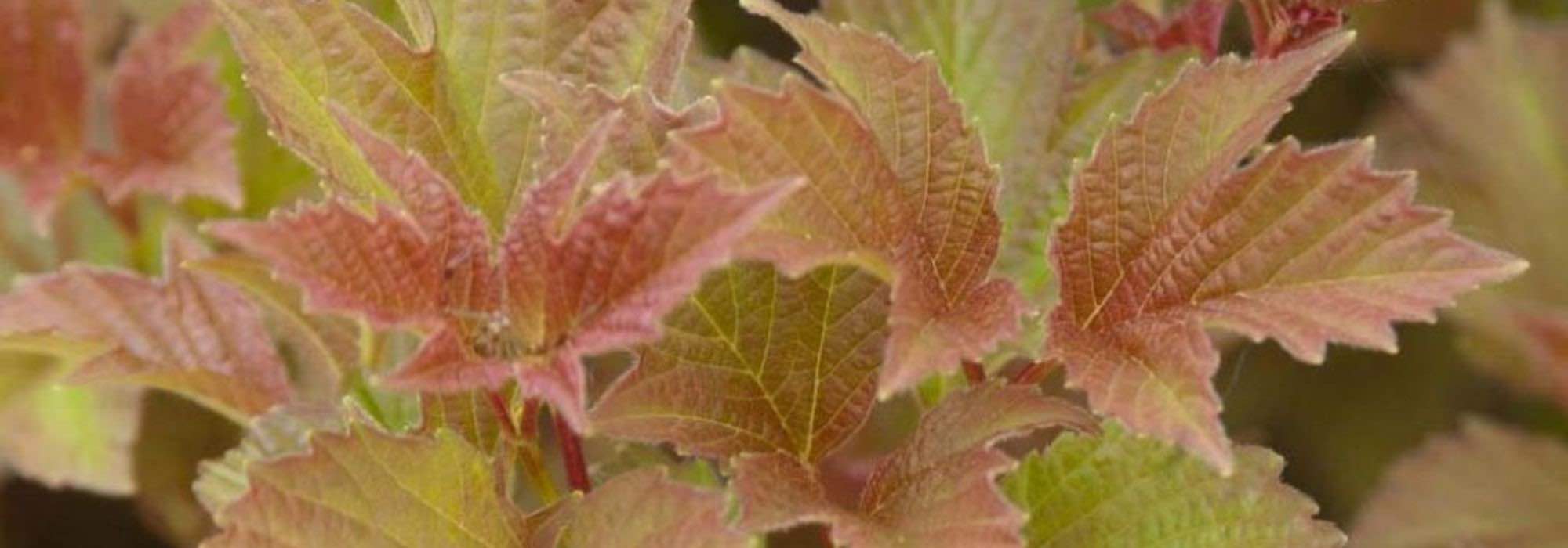 7 viburnums with beautiful autumn colours