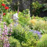 How to fill your garden with flowers on a tight budget using perennial plants?