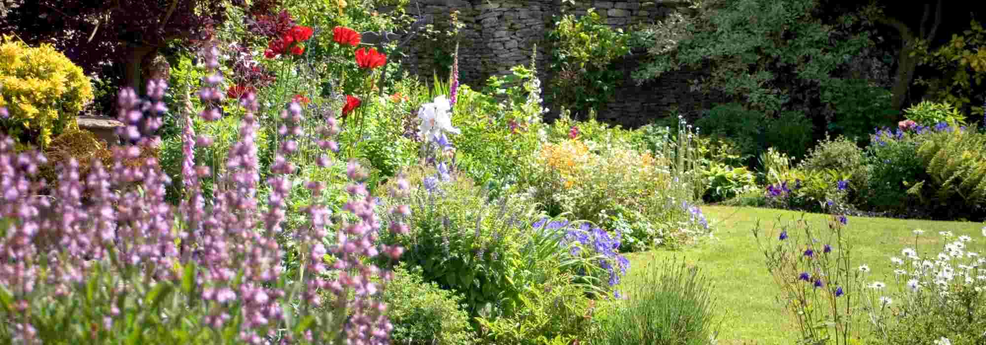 How to fill your garden with flowers on a tight budget using perennial plants?