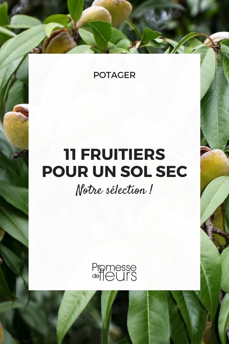 11 Fruit Trees for Dry Soil Almond tree