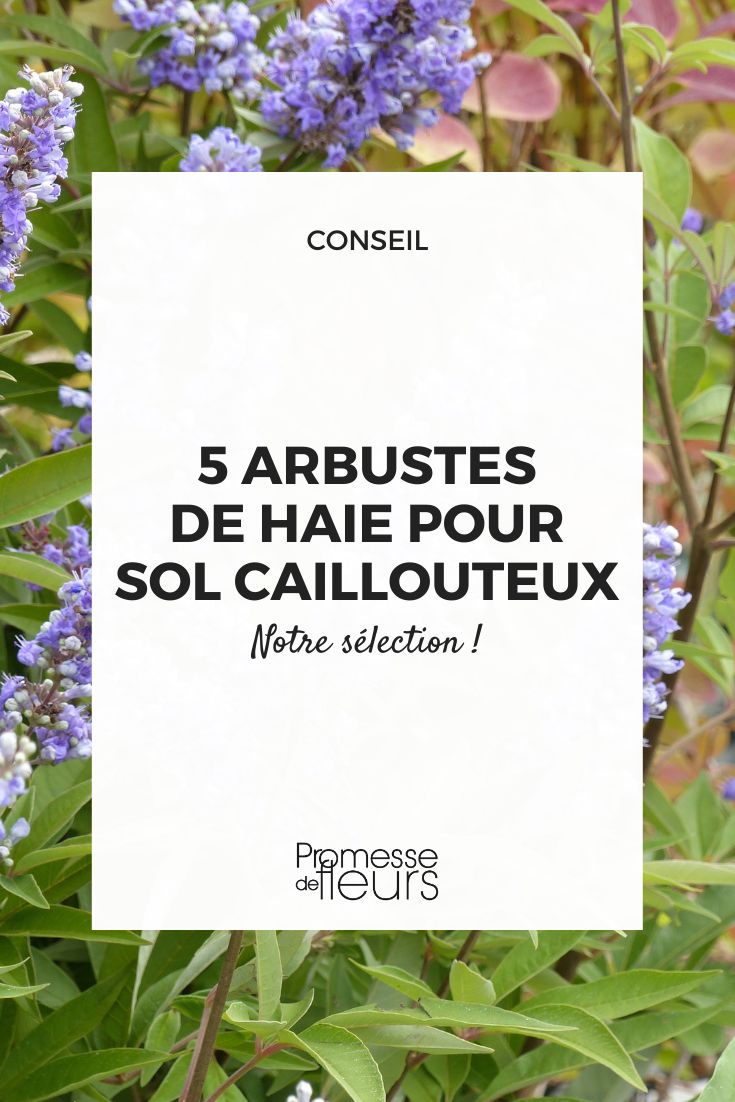 5 bush species for rocky soil vitex