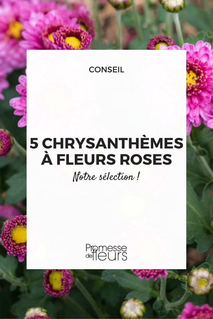 5 pink chrysanthemum flowers Chrysanthemum 'Mei Kyo'