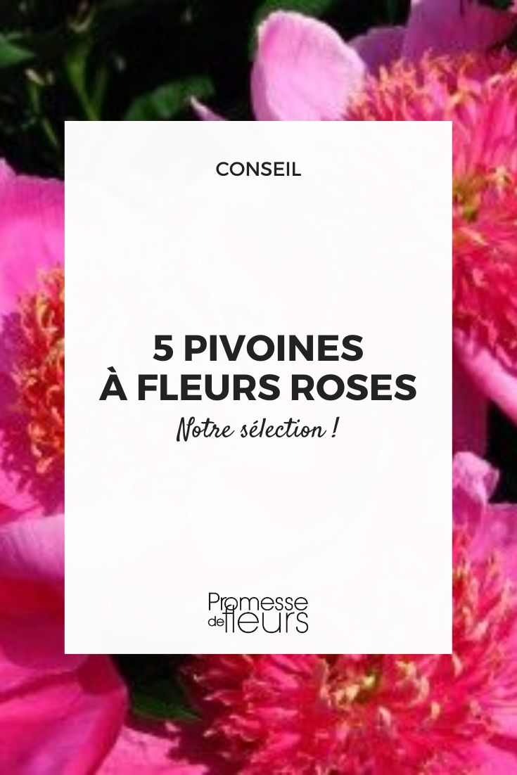 5 pink flowered peonies Paeonia lactiflora 'Neon'