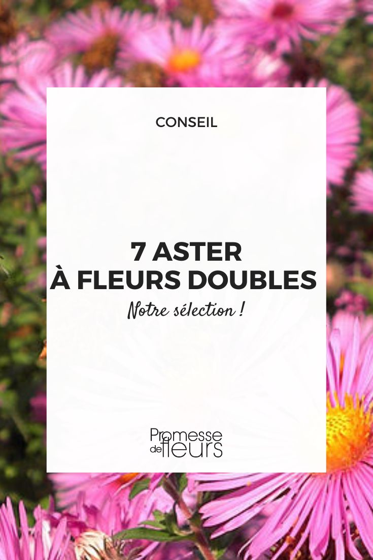 7 Double-flowered Asters to Have in the Garden Double-flowered asters