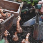 What is a bulb planter used for?