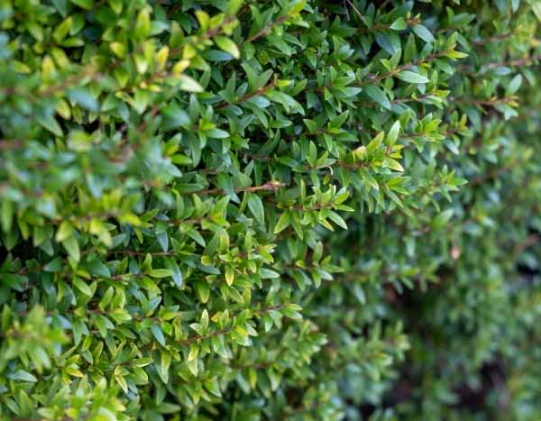 How to create a hedge using alternatives to boxwood?