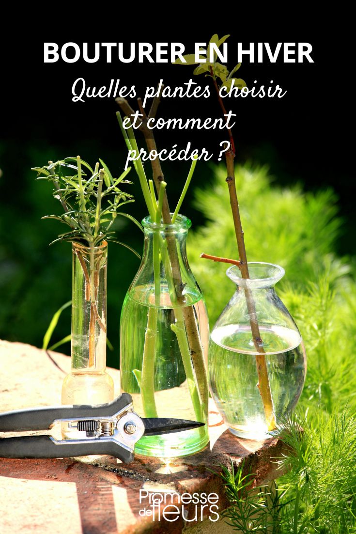 Taking cuttings in winter: which plants to choose and how to proceed cutting propagation