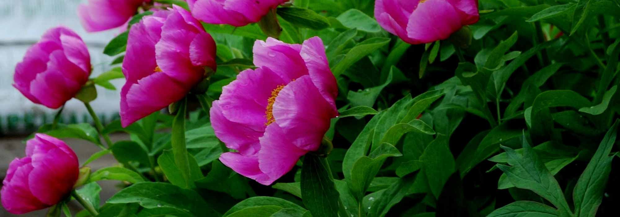 How to choose a peony based on the shape of its flowers?