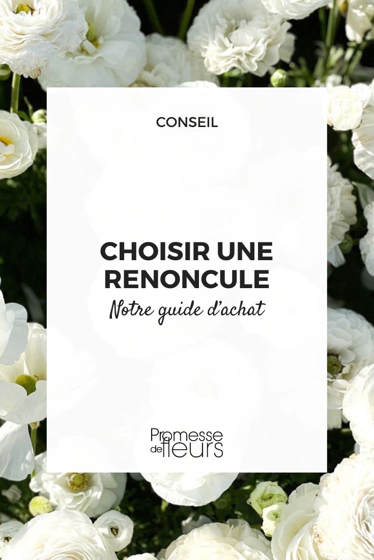 All you need to know to select botanical or hybrid ranunculus