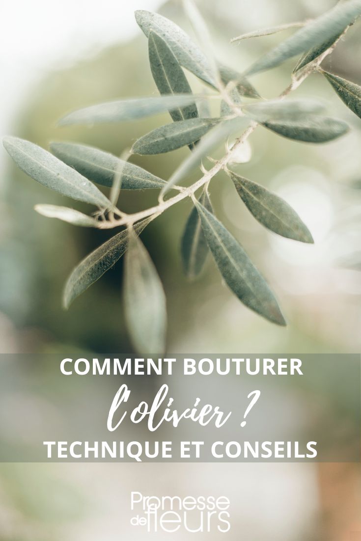 Olive Tree Propagation by Cuttings