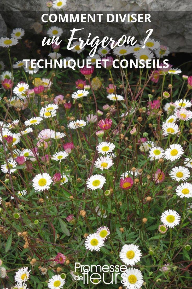Multiply Erigeron