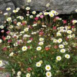 How to divide an Erigeron?
