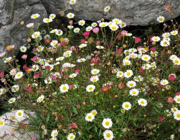 How to divide an Erigeron?