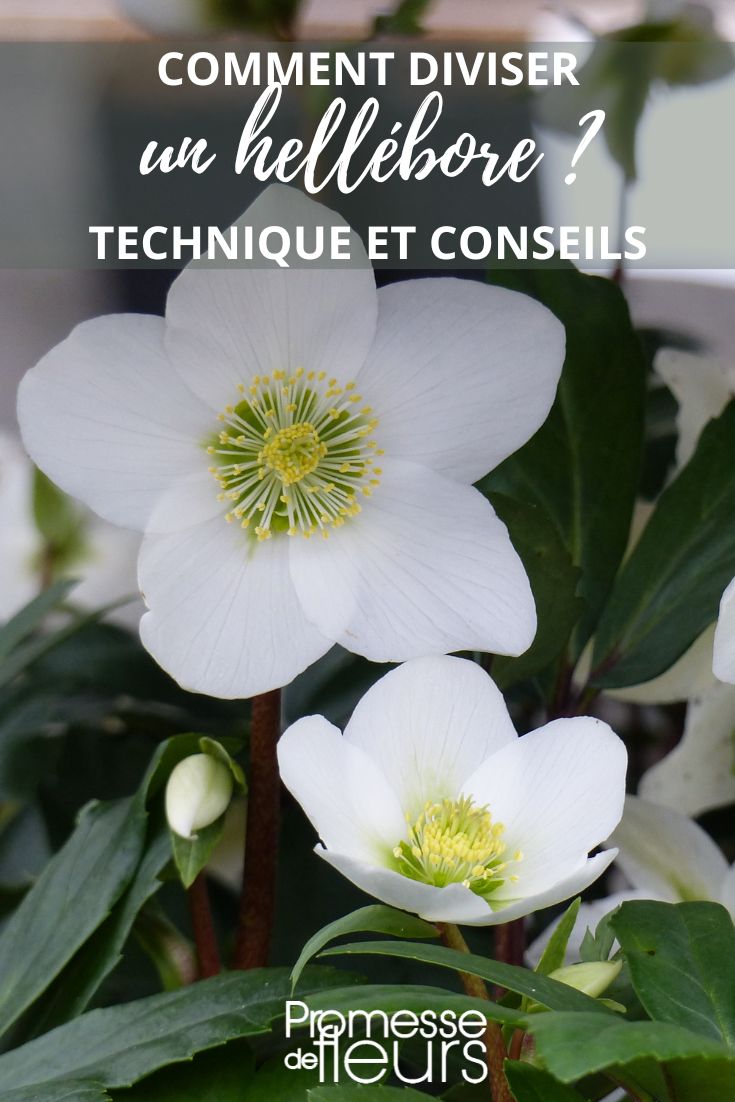 hellebore division