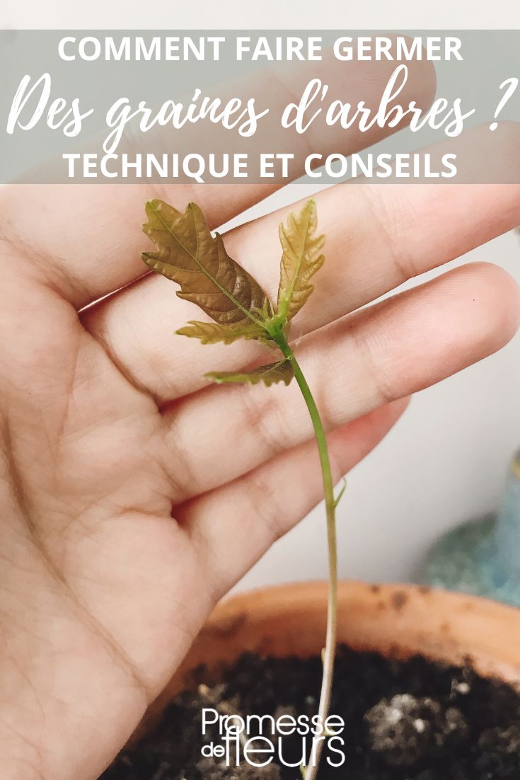 Growing tree seeds