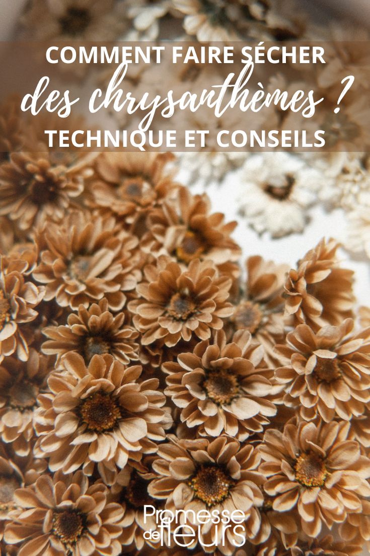 dried flowers of Chrysanthemum