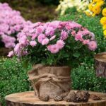 How to dry chrysanthemum flowers?