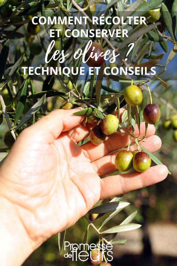 How to harvest your olives?