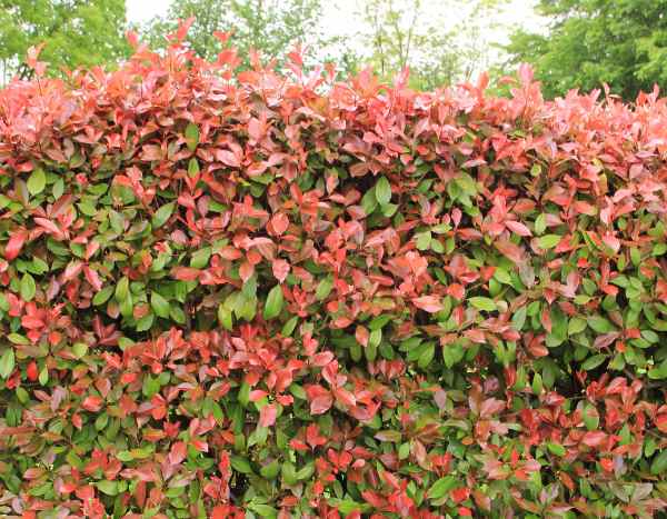 How to make a Photinia hedge?