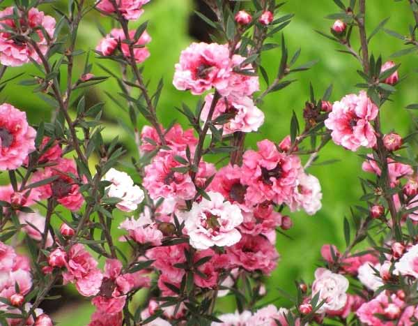How to overwinter <em>Leptospermum</em>?