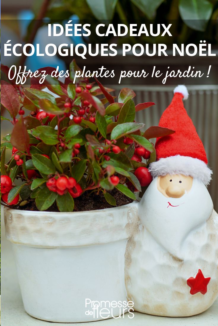 Environmentally friendly Christmas gift ideas: give plants for the garden! Gaultheria Procumbens
