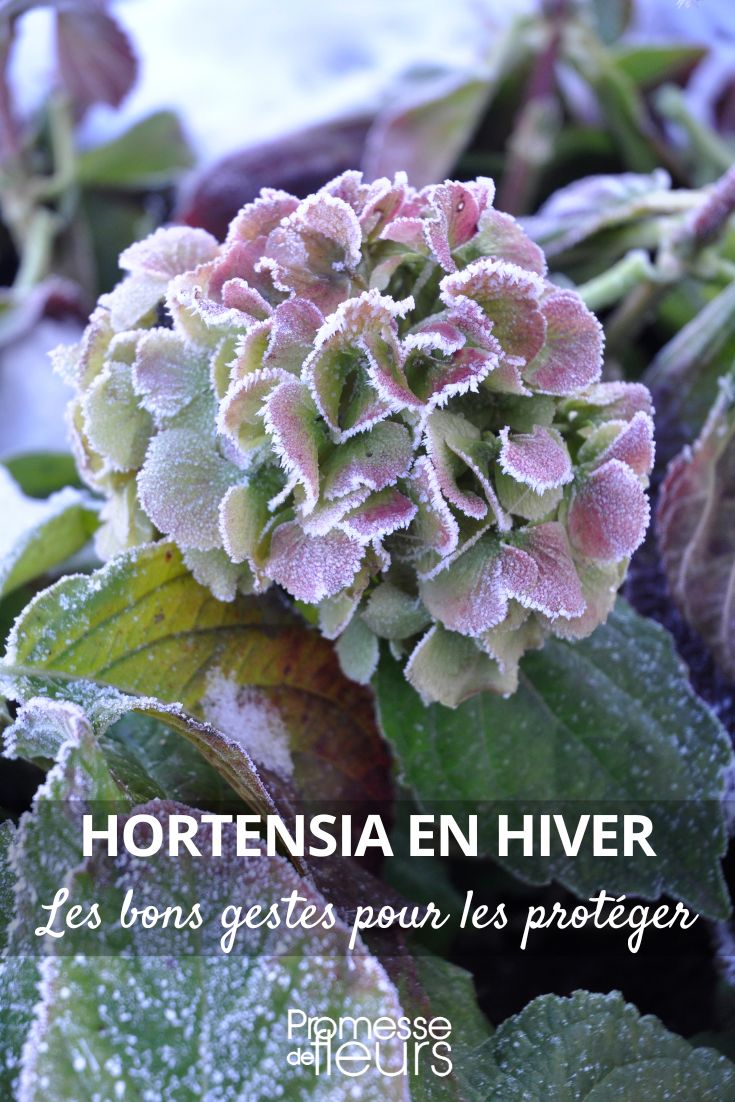 The right steps to protect your hydrangeas in winter Hydrangea, Hydrangea: how to protect it from the cold in winter?