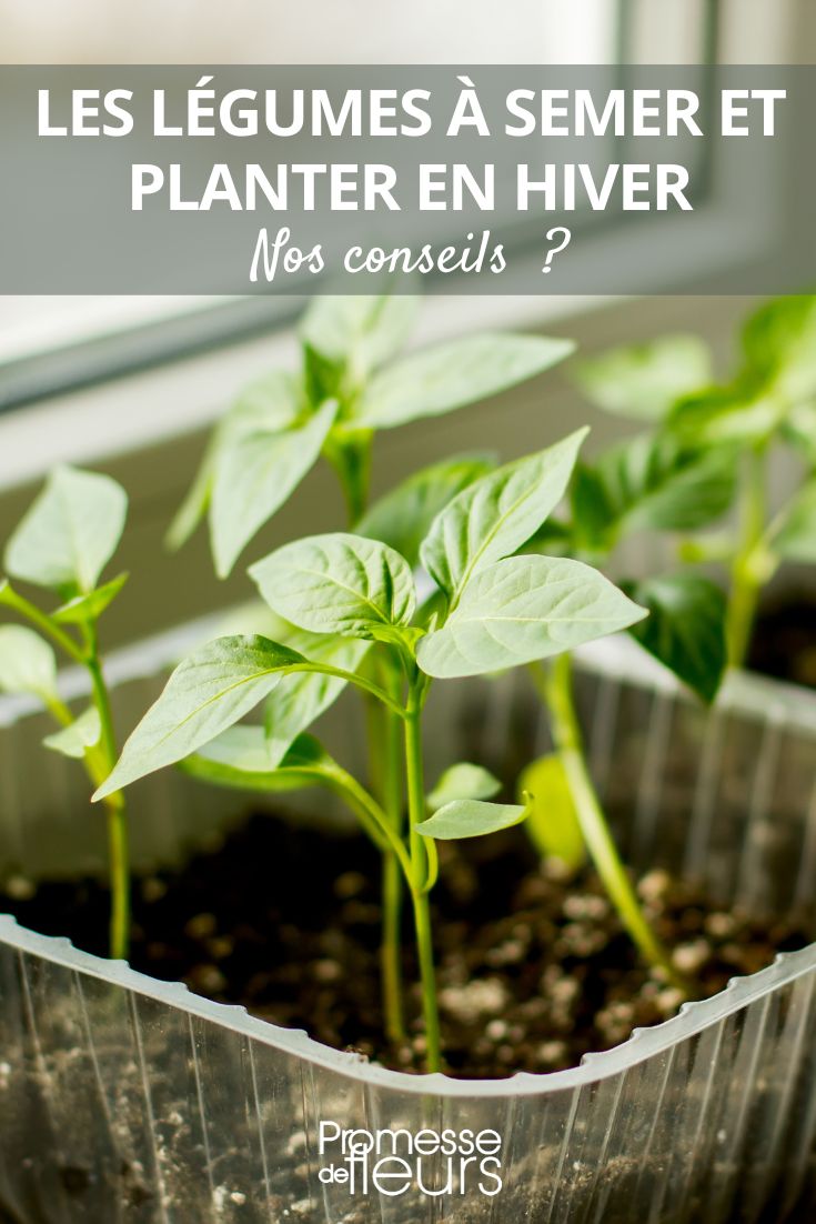 Vegetables to sow and plant in winter Winter Sowing Tips